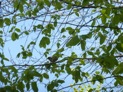 Fringilla coelebs