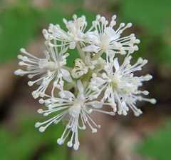 Actaea pachypoda