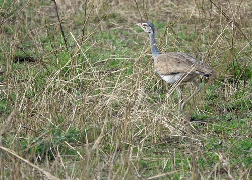 iNaturalist image