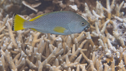 Epinephelus cyanopodus observed 2026-09-12