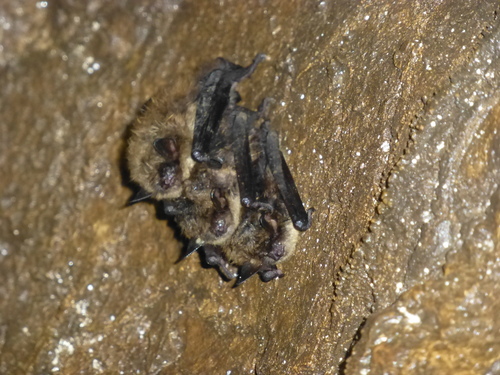 Brandt's bat, г. Североуральск, Свердловская обл., Россия, photo 9 of 10