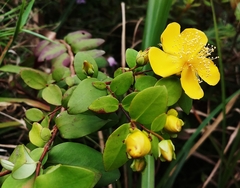 Hypericum formosanum