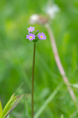 Primula longiscapa