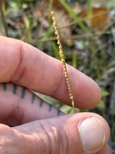 Paspalum setaceum muhlenbergii