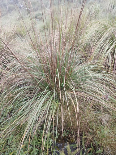 Muhly (Muhlenbergia macroura)