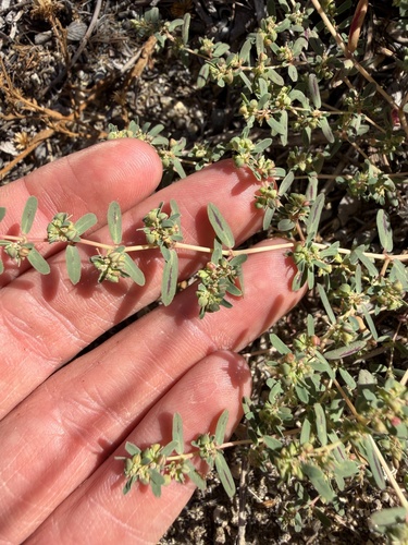 Euphorbia serpillifolia, 2026-10-03