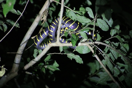 Boiga dendrophila, 2026-10-06