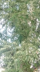 Styphnolobium japonicum