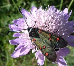 Zygaena lavandulae