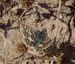 Muschampia proto