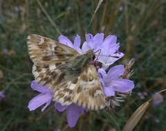 Muschampia lavatherae