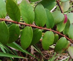 Hypericum formosanum