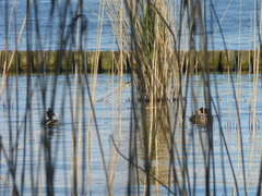 Podiceps cristatus