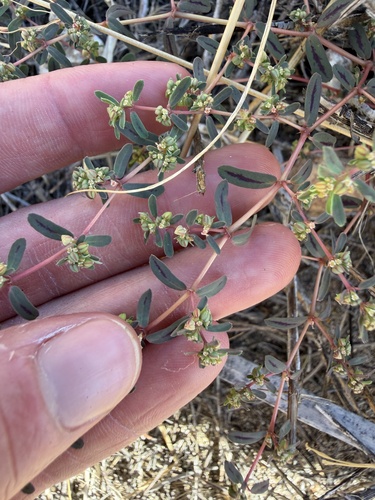 Euphorbia serpillifolia, 2026-10-03