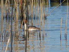 Podiceps cristatus