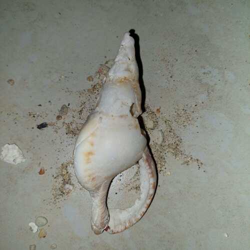 Charonia tritonis observed 2026-10-07
