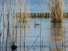 Podiceps cristatus
