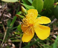 Hypericum formosanum