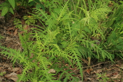 Saussurea odontolepis