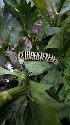 Eastern Black Swallowtail