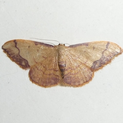 Idaea ostrinaria