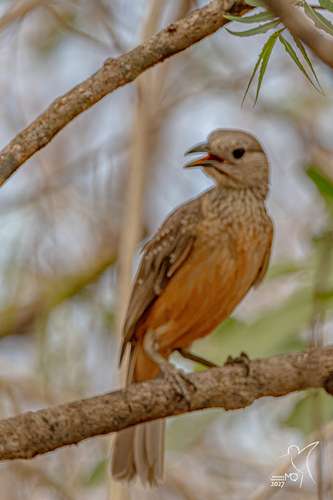 Chlamydera cerviniventris observed 2026-08-29