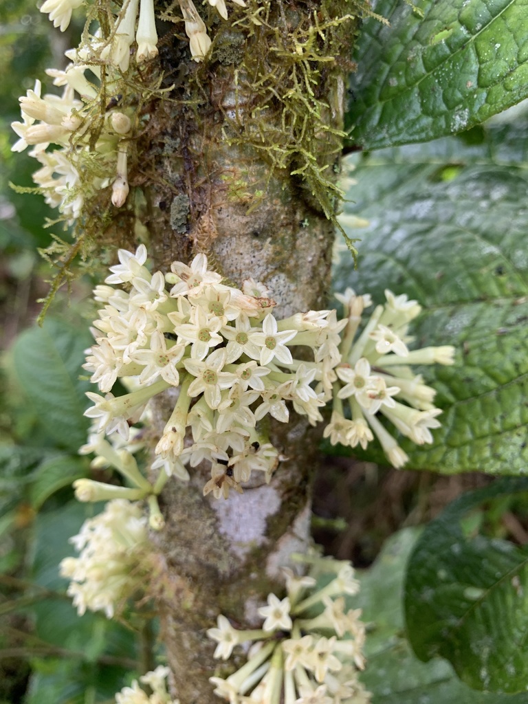 acuminate cestrum