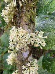 Cestrum schlechtendalii