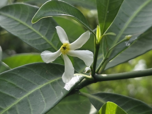 Tabernaemontana amygdalifolia observed 2026-10-07