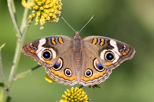 Common Buckeye