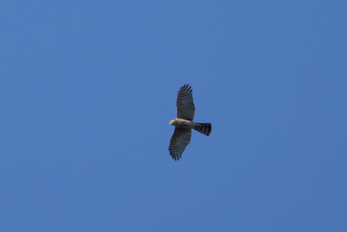Sharp-shinned Hawk