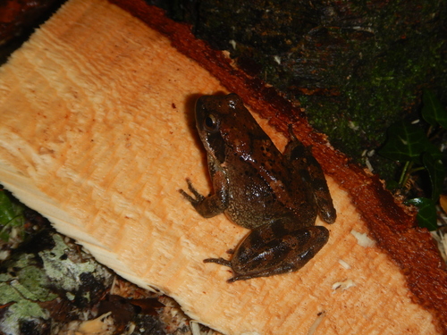 Italian Stream Frog
