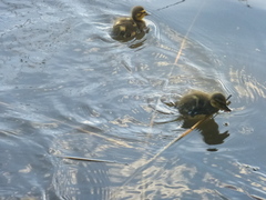 Anas platyrhynchos
