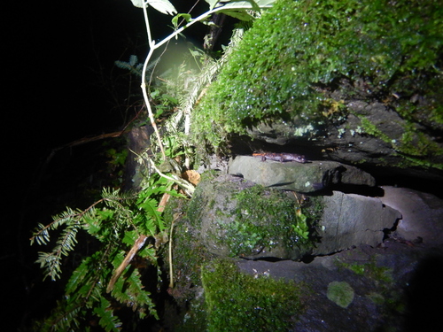 Italian Cave Salamander