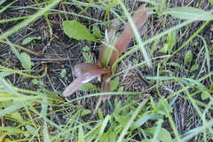 Dactylorhiza incarnata