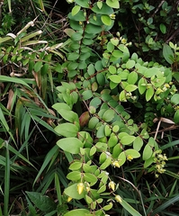 Hypericum formosanum