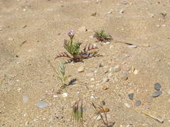 Cakile maritima euxina