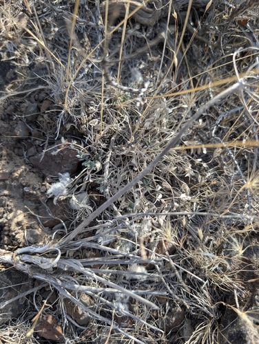 Astragalus purshii observed 2026-10-01