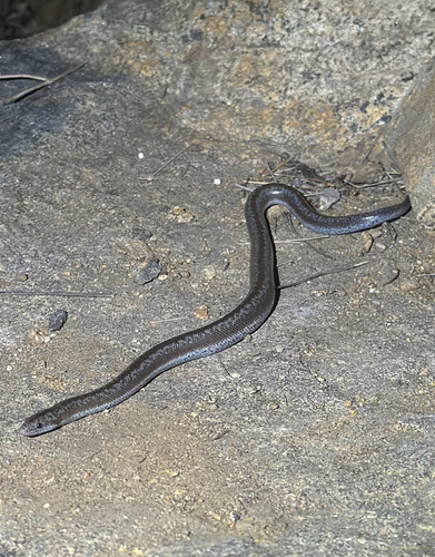 Lichanura trivirgata, 2026-10-03