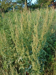 Rumex