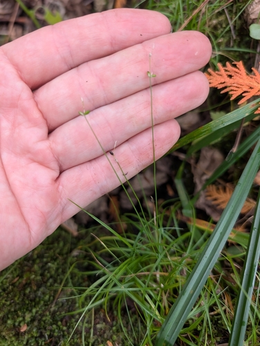 Carex disperma, 2026-10-07