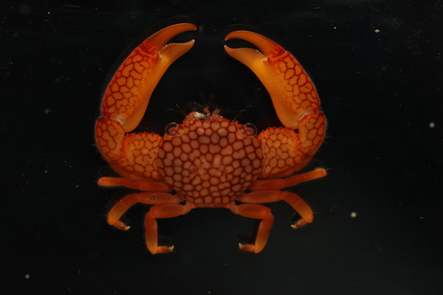 Trapezia septata observed 2026-08-22