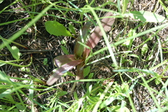 Dactylorhiza incarnata
