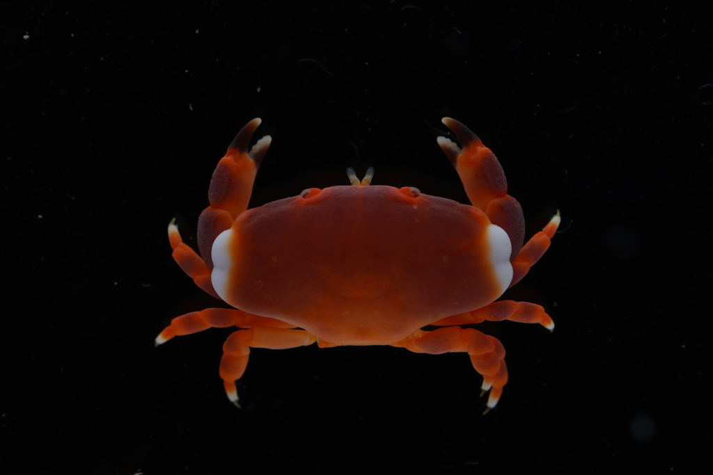 Hand-strapped Crab