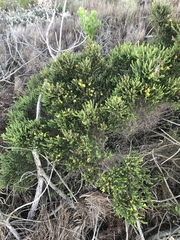 Aspalathus opaca rostriloba