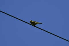 Leiothlypis celata lutescens