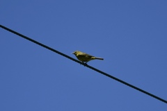 Leiothlypis celata lutescens