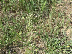 Astrodaucus littoralis