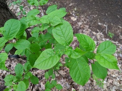 Eriophyes emarginatae