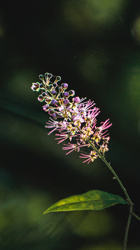 Hirtella racemosa observed 2026-10-07